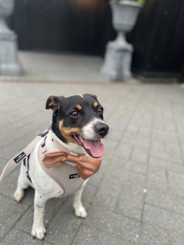 Peanut with bow tie
