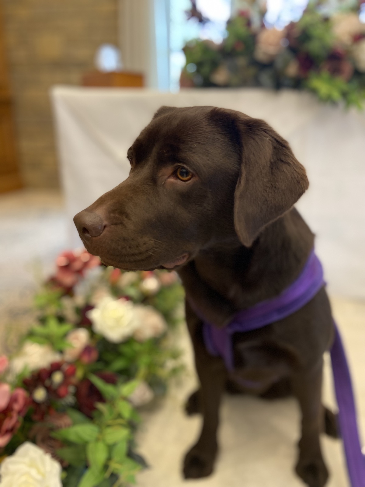 Willow the labrador
