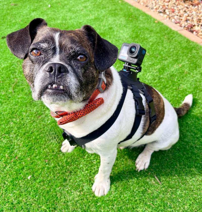 Dog with Dog's eye view camera on wedding day